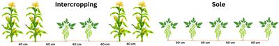 Assessment of molybdenum application on soybean physiological characteristics in maize-soybean intercropping